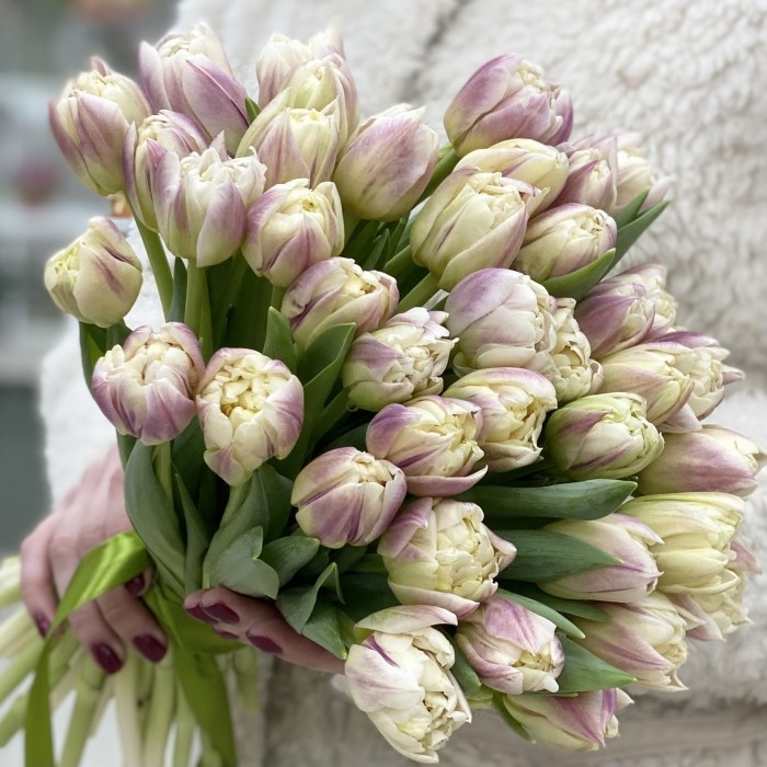 Тюльпан пионовидный кремово-розовый (Крем Апстар)