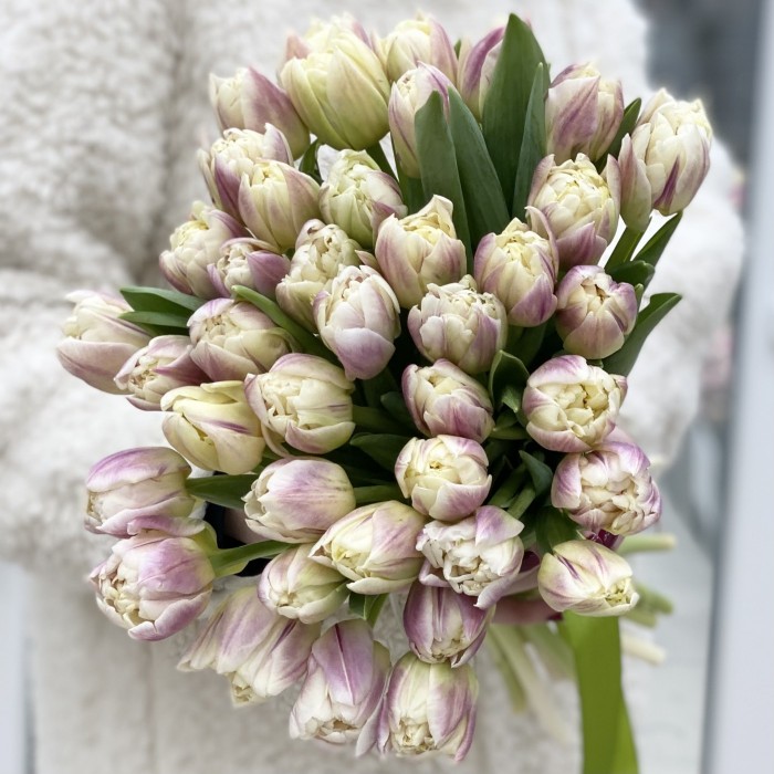 Тюльпан пионовидный кремово-розовый (Крем Апстар)