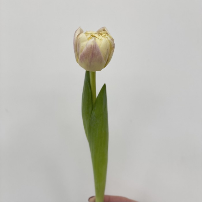Тюльпан пионовидный кремово-розовый (Крем Апстар)
