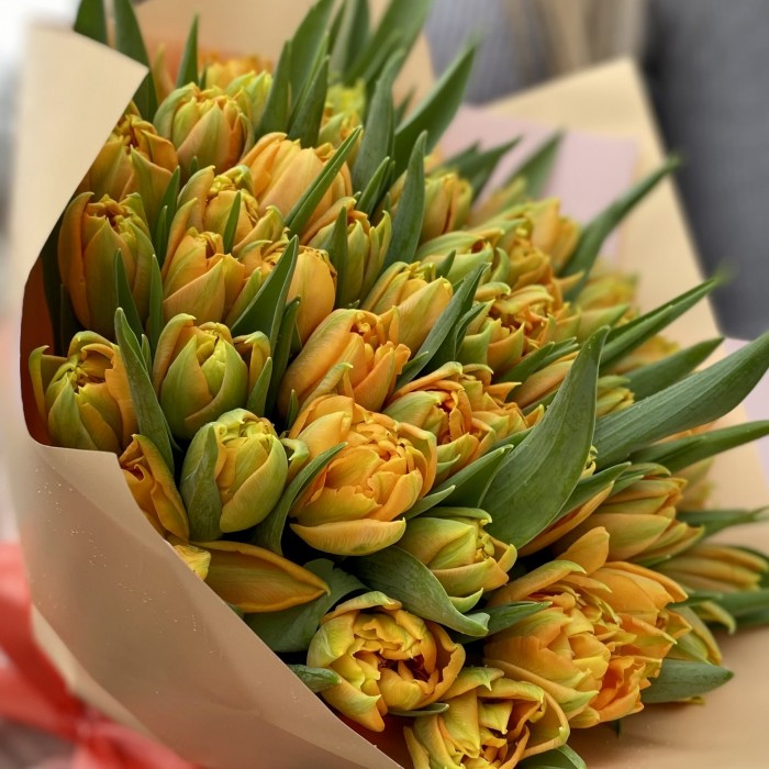 51 оранжевый тюльпан Орка