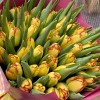 51 желтый тюльпан Кейп таун