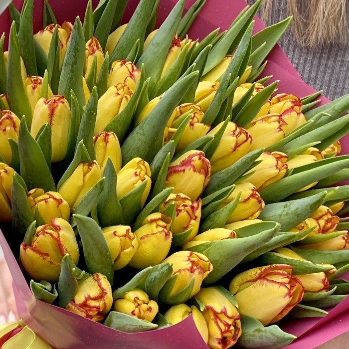 51 желтый тюльпан Кейп таун