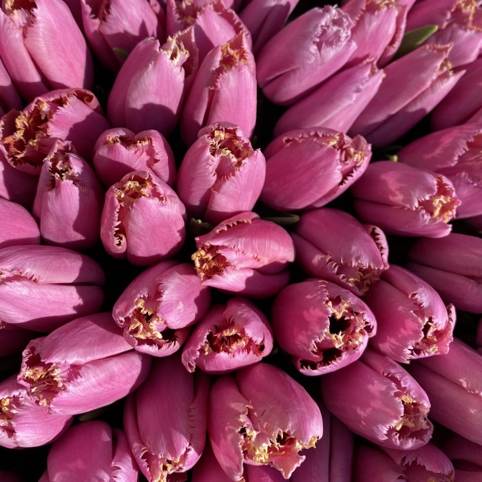 Букет 25 махровых сиреневых тюльпанов