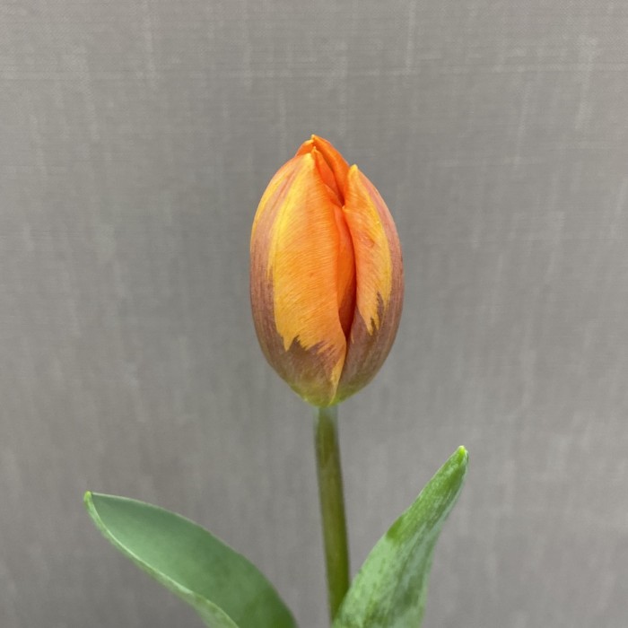 Тюльпан оранжевый