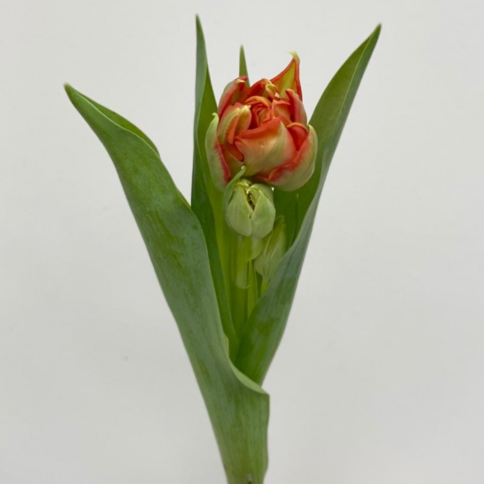 Тюльпаны оранжевые пионовидные Абба
