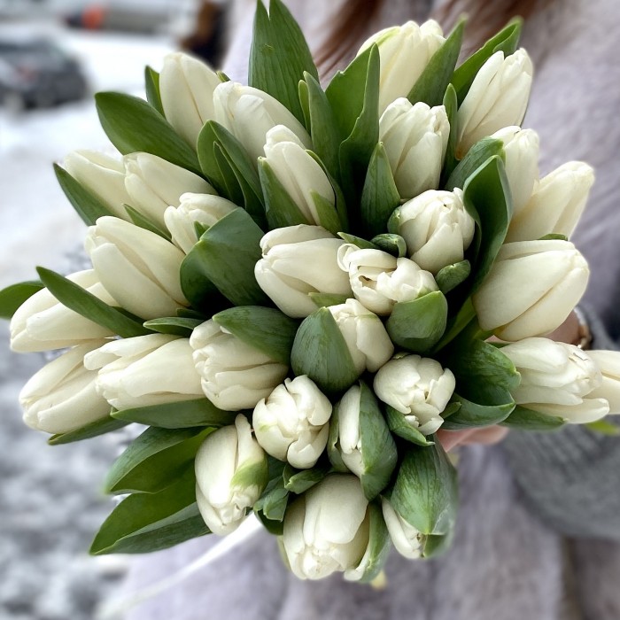 Тюльпан Белый (Antarctica. Tibet)