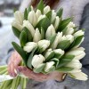 Тюльпан Белый (Antarctica. Tibet)