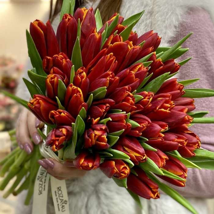 Тюльпан бордово-желтый