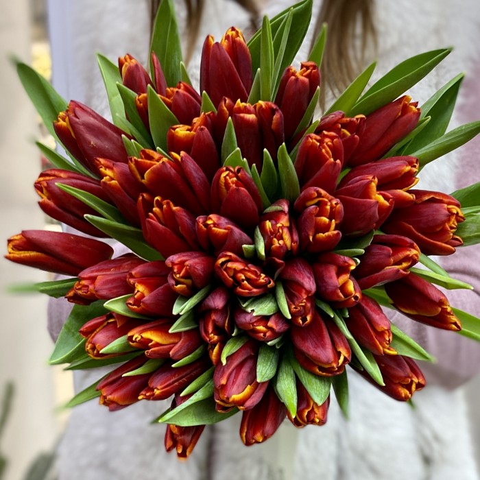 Тюльпан бордово-желтый