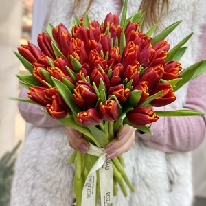 Тюльпан бордово-желтый оптом