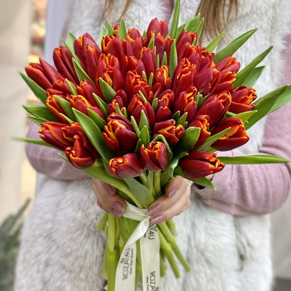 Тюльпан бордово-желтый