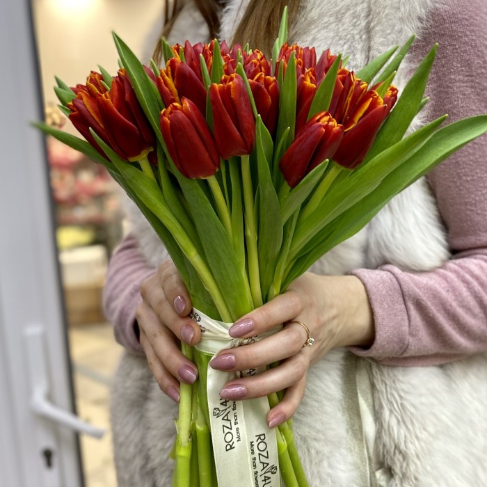 Тюльпан бордово-желтый