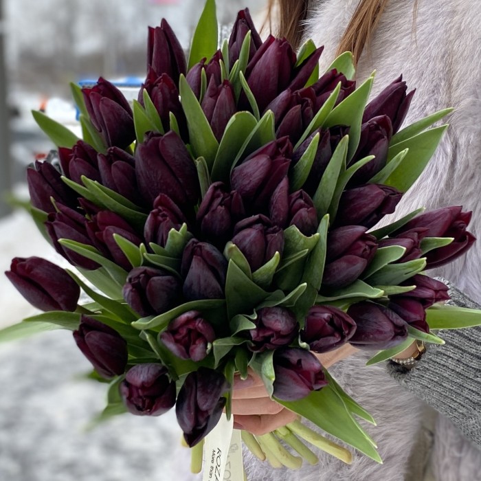 Тюльпан темно-фиолетовый