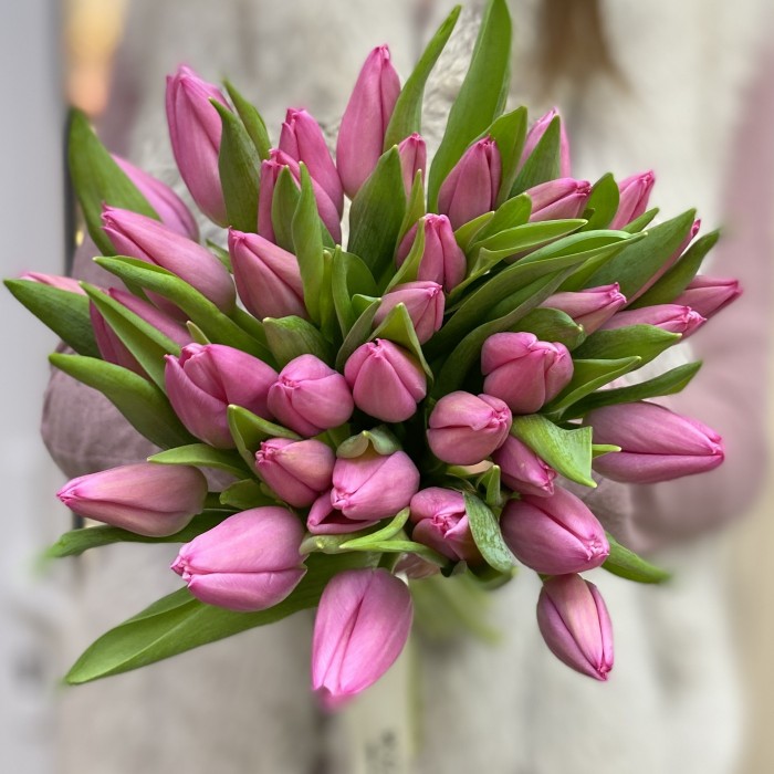 Тюльпан темно-розовый (Barcelona)