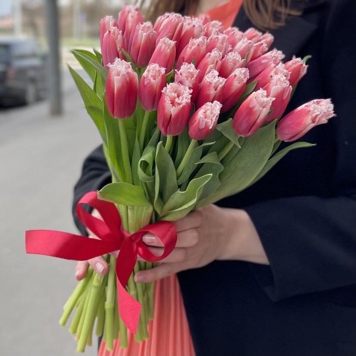 Тюльпан красно-белый махровый New santa