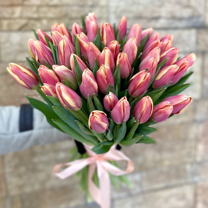 Тюльпан Бустер