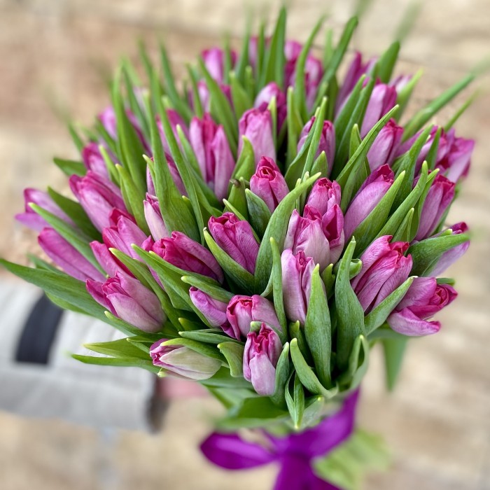 Тюльпан бело-фиолетовый