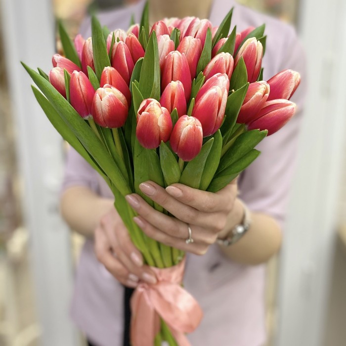 Тюльпан красно-белый (Dutch design)