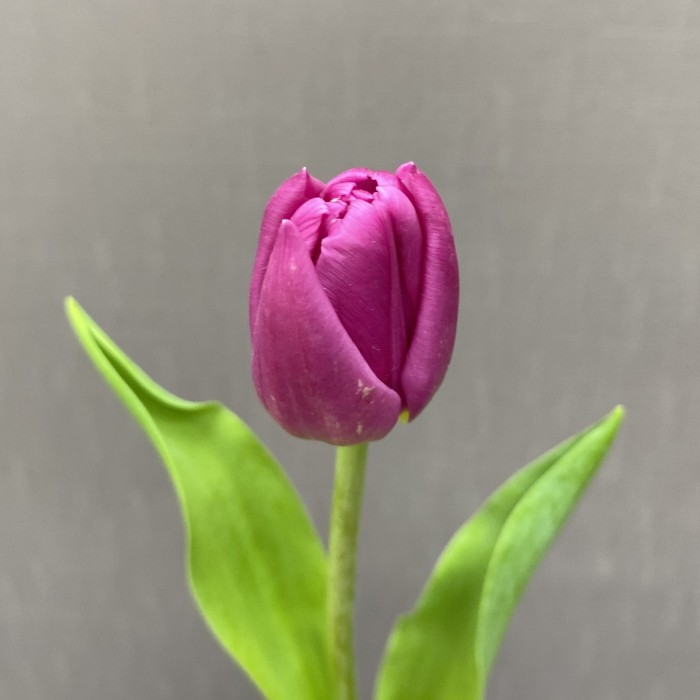 Тюльпан пионовидный фиолетовый