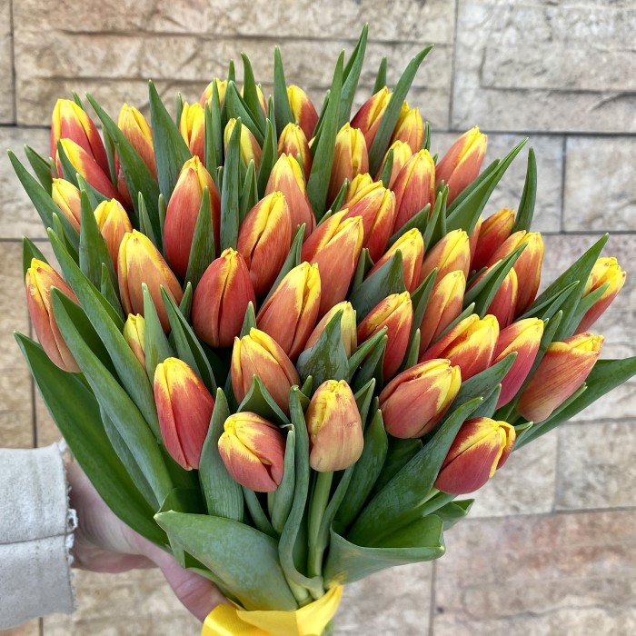 Тюльпан красно-желтый (Denmark)