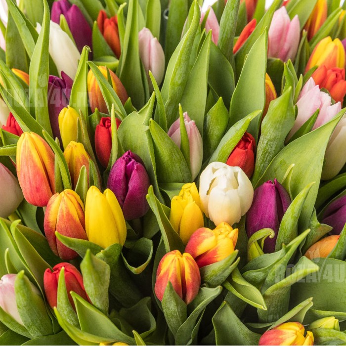 Тюльпаны микс