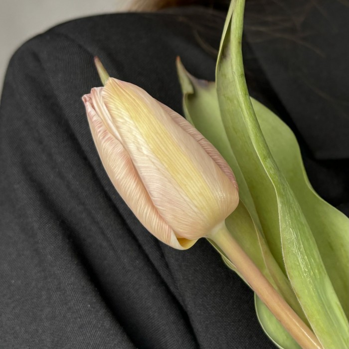 Тюльпан Мокко