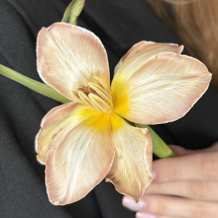 Тюльпан Мокко