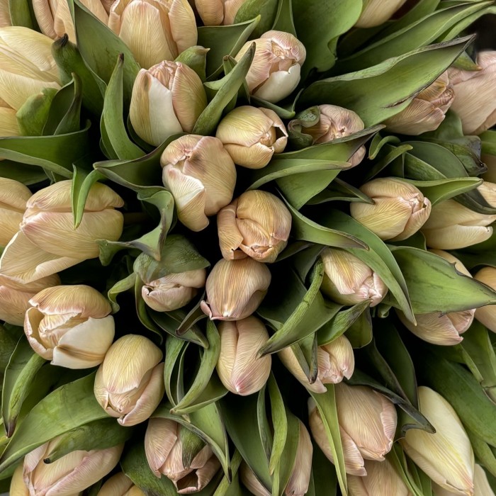 Тюльпан Мокко