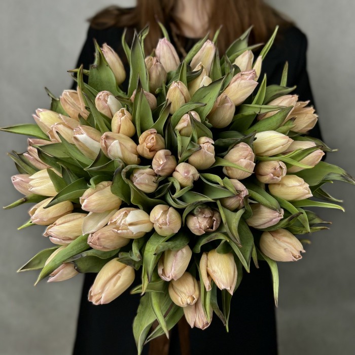 Тюльпан Мокко