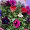 Букет разноцветных анемонов