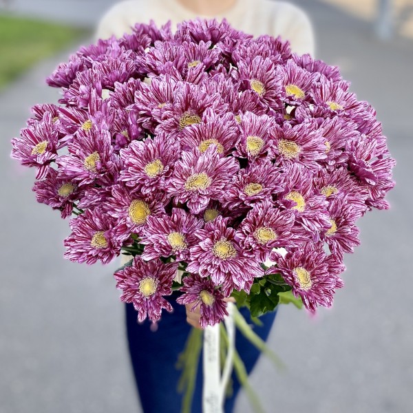 Хризантема кустовая Стелини Вельвет