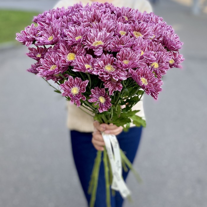 Хризантема кустовая Стелини Вельвет