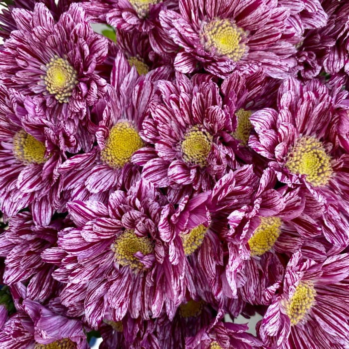 Хризантема кустовая Стелини Вельвет