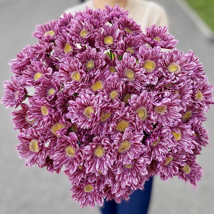 Хризантема кустовая Стелини Вельвет