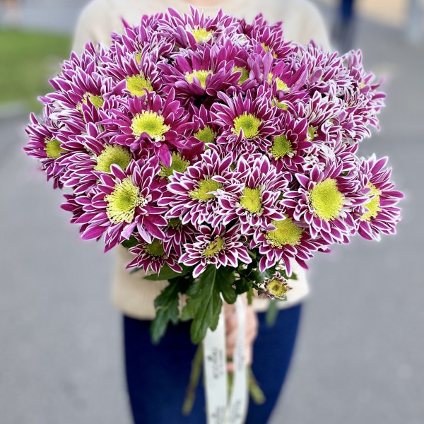 Хризантема кустовая Саба