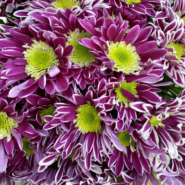 Хризантема кустовая Саба