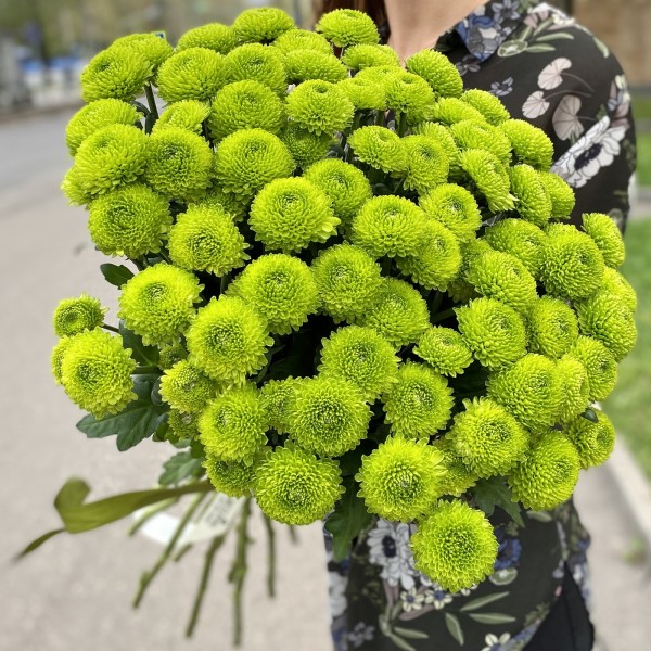 Хризантема Сантини зеленая