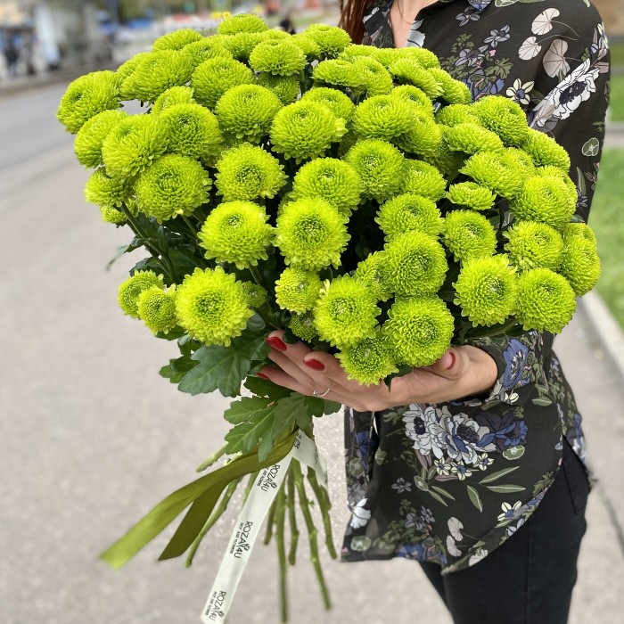 Хризантема Сантини зеленая