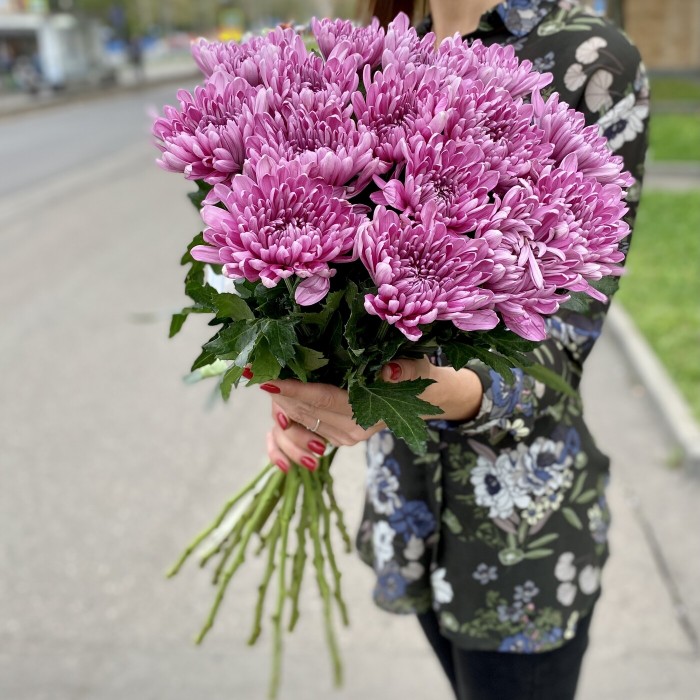 Хризантема сиреневая Резюме