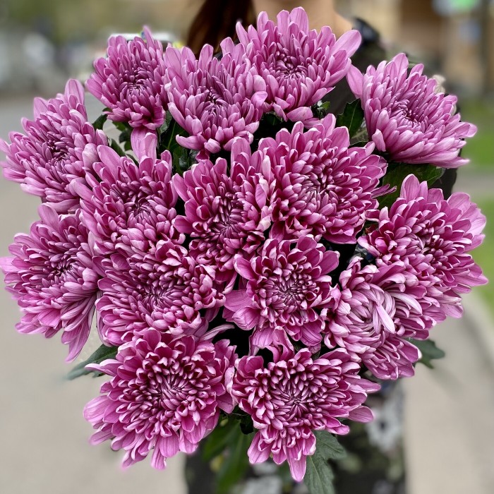 Хризантема сиреневая Резюме