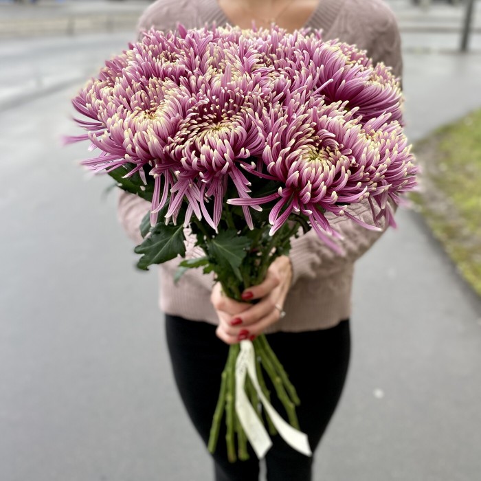 Хризантема Бальтазар