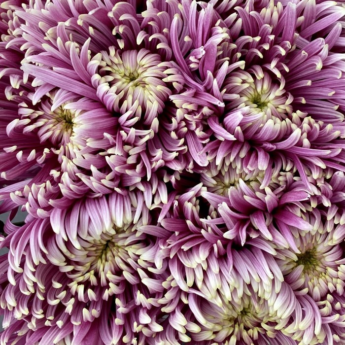 Хризантема Бальтазар