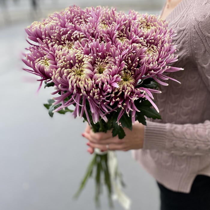 Хризантема Бальтазар