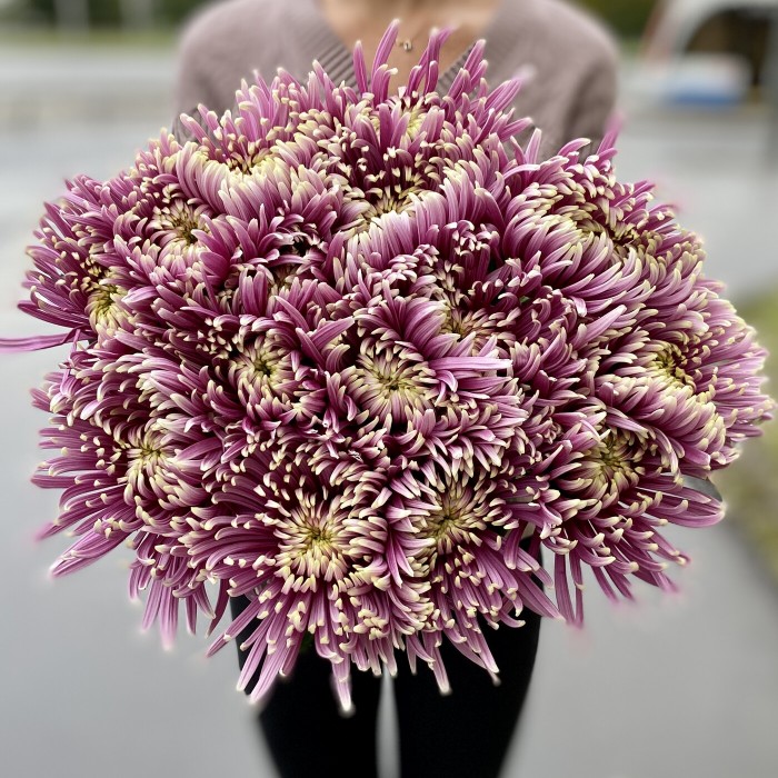 Хризантема Бальтазар