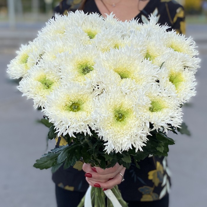 Хризантема белая Этруско