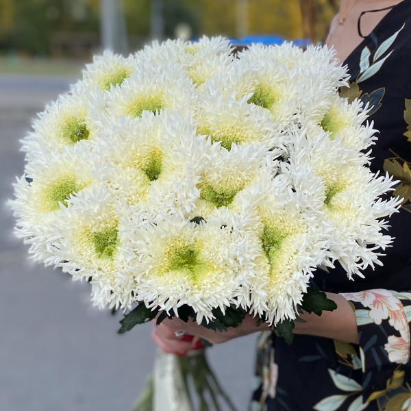 Хризантема белая Этруско