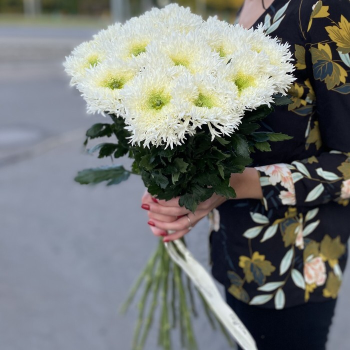 Хризантема белая Этруско