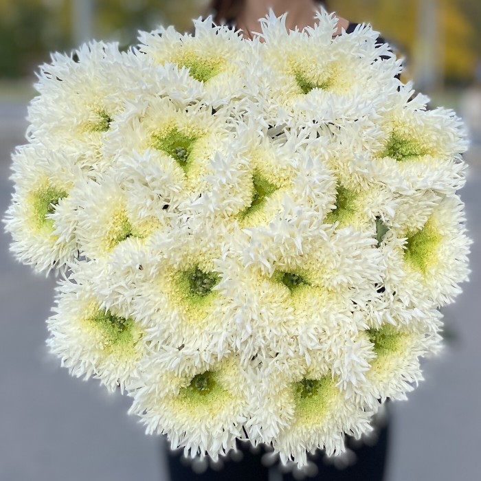 Хризантема белая Этруско