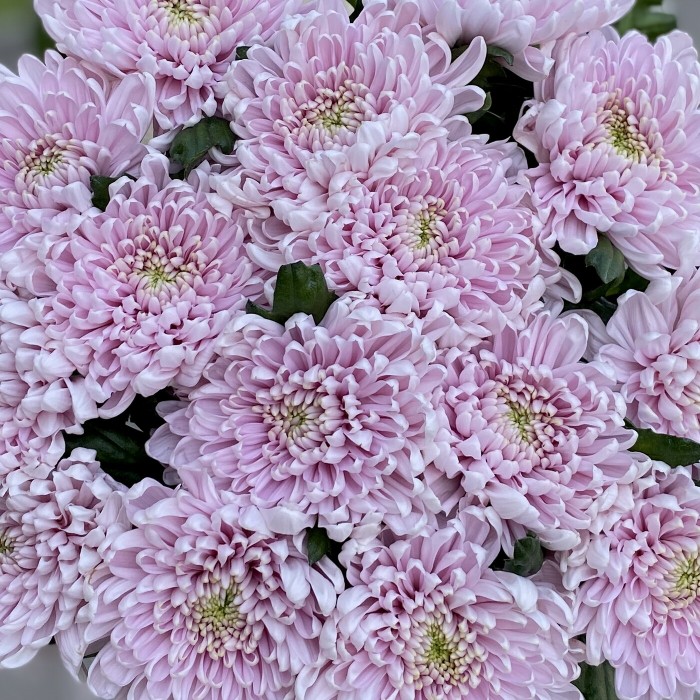 Хризантема розовая Росана