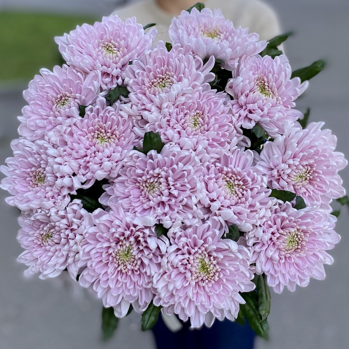 Хризантема розовая Росана